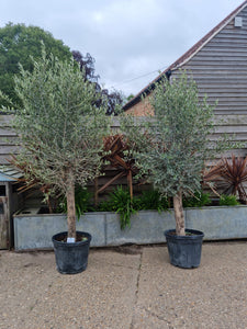 Large mature Tuscan Olive Tree ave age 35 years - CLICK AND COLLECTION ONLY DUE TO SIZE