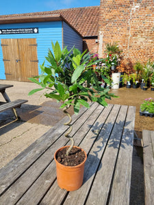 Small Single Stem Twisted Bay Tree - COLLECTION FROM SHOP ONLY