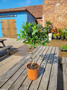 Small Single Stem Twisted Bay Tree - COLLECTION FROM SHOP ONLY