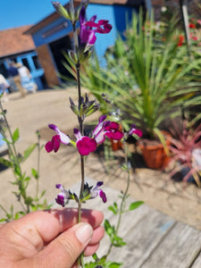Salvia 'Amethyst Lips' Perennial * CLICK AND COLLECT ONLY