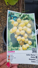 Load image into Gallery viewer, Grape Vine  *CLICK AND COLLECT FROM OUR SHOP ONLY