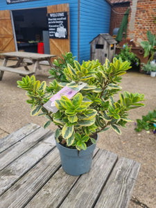 Hebe golden katrina dwarf evergreen shrub *CLICK AND COLLECT ONLY*