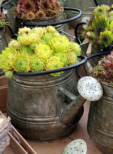 Sempervivum hens and chick succulent in decorative Watering Can - indoor or outdoor plant - assorted