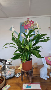 Large Peace Lily Indoor plant