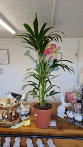Large Kentia/Howea Forstina Palm Indoor Plant *COLLECTION ONLY*