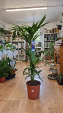 Load image into Gallery viewer, Large Kentia/Howea Forstina Palm Indoor Plant *COLLECTION ONLY*
