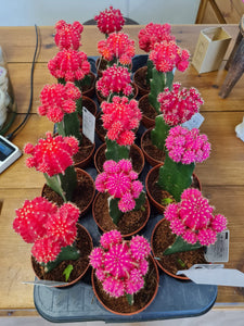 Coloured Grafted Moon Gymnocalycium cactus - indoor plant 8cm