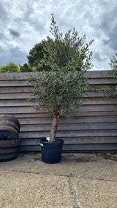 Large mature Tuscan Olive Tree ave age 35 years - CLICK AND COLLECTION ONLY DUE TO SIZE