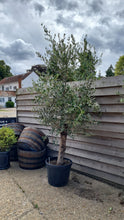 Load image into Gallery viewer, Large mature Tuscan Olive Tree ave age 35 years - CLICK AND COLLECTION ONLY DUE TO SIZE