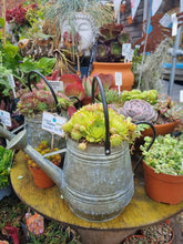 Load image into Gallery viewer, Sempervivum hens and chick succulent in decorative Watering Can - indoor or outdoor plant - assorted
