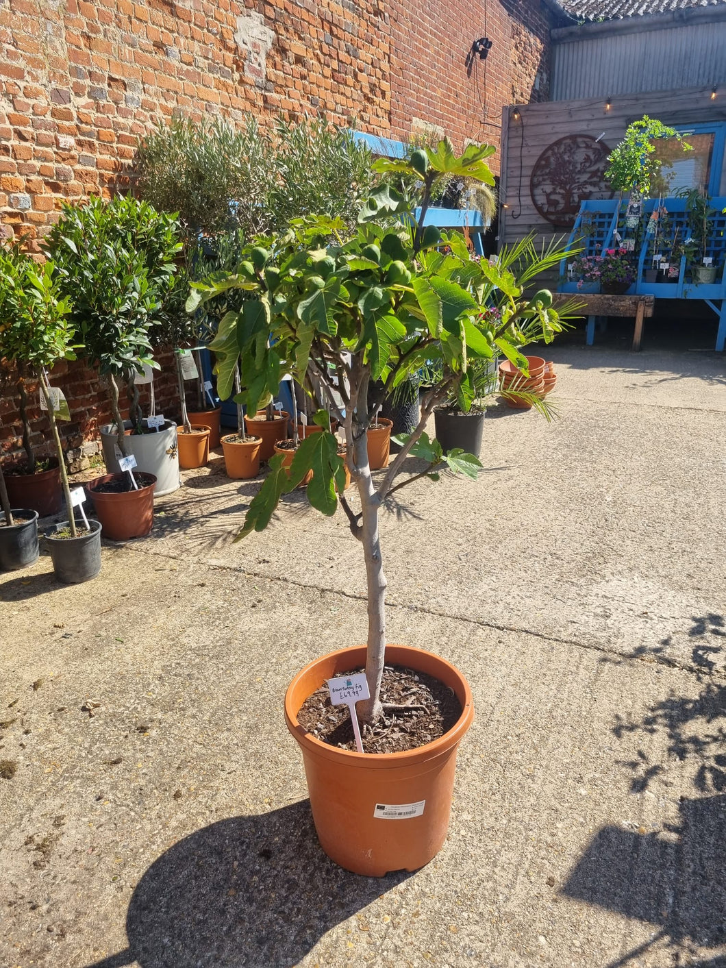 Large Ficus Fig Tree 'Brown Turkey' - *CLICK AND COLLECT ONLY*