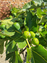 Load image into Gallery viewer, Large Ficus Fig Tree &#39;Brown Turkey&#39; - *CLICK AND COLLECT ONLY*