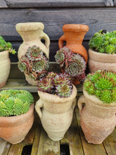 Load image into Gallery viewer, Sempervivum hens and chick succulent in decorative terracotta Urn - indoor or outdoor plant - assorted design *CLICK AND COLLECT ONLY*