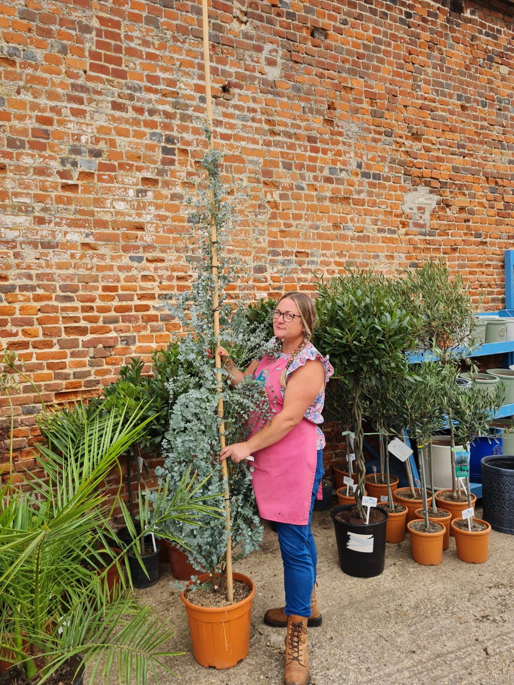 Extra large Eucalyptus Gunni - CLICK AND COLLECT ONLY
