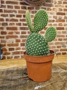 Optunia Microdaisy - Bunny Ear cactus indoor indoor plant 12cm