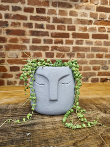 Grey cement face indoor plant pot/planter 8.5cm