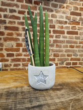 Load image into Gallery viewer, Sansevieria Cylindrica/Cylindrical Mikado Indoor Snake Plant 8cm