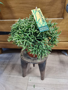 Rhipsalis Burchaelli 'Oasis' indoor plant 12cm