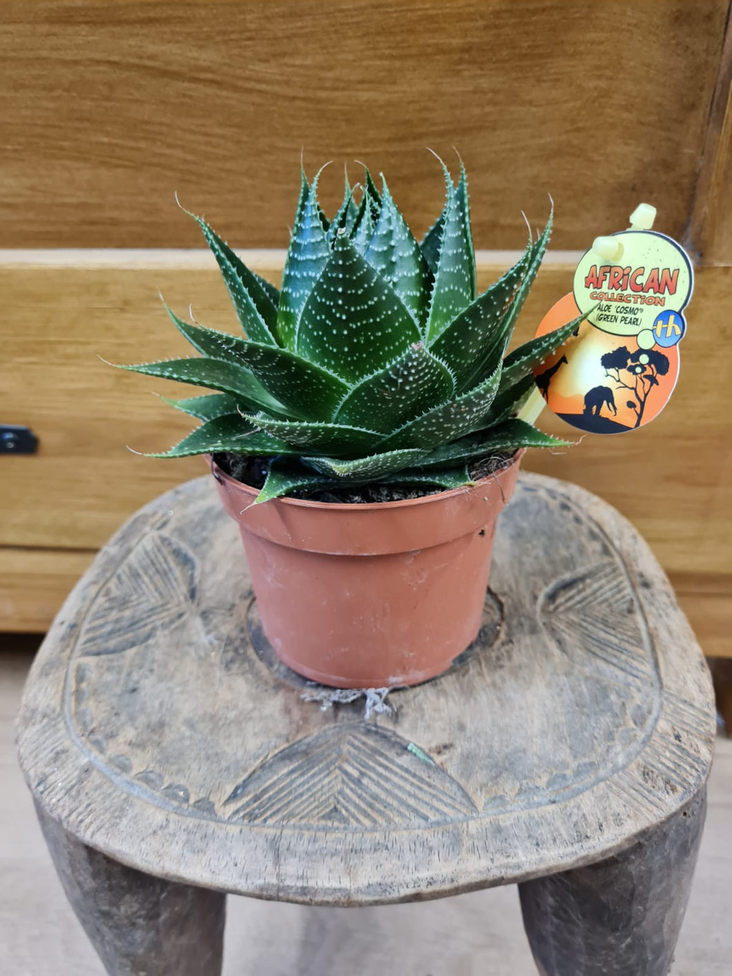 Aloe Cosmos indoor plant 10cm