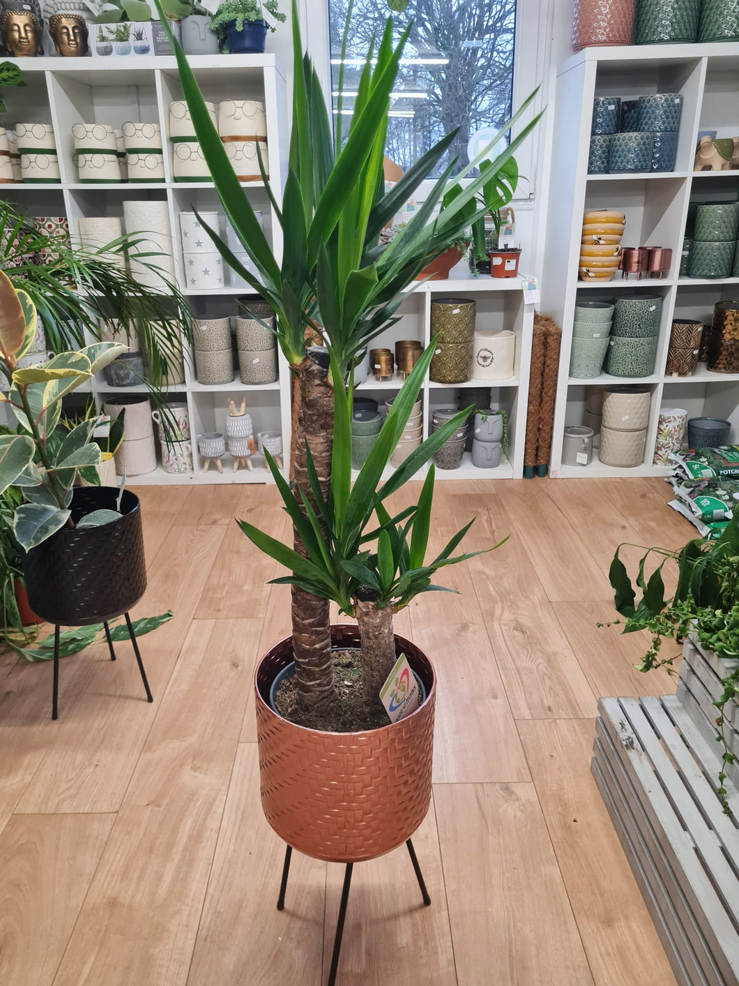 Large Yucca tree - Indoor Plant COLLECTION ONLY