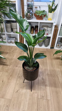 Load image into Gallery viewer, *SPECIAL OFFER* Large Strelitzia Nicolai - Bird of Paradise Plant - COLLECTION FROM SHOP ONLY