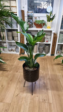 Load image into Gallery viewer, *SPECIAL OFFER* Large Strelitzia Nicolai - Bird of Paradise Plant - COLLECTION FROM SHOP ONLY