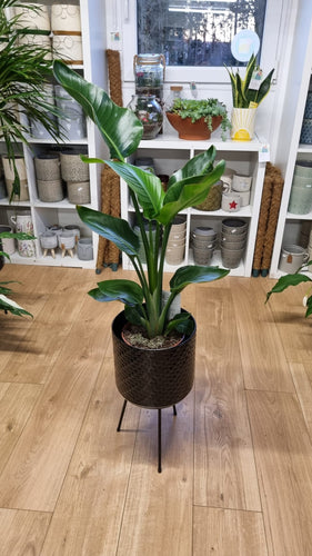 *SPECIAL OFFER* Large Strelitzia Nicolai - Bird of Paradise Plant - COLLECTION FROM SHOP ONLY