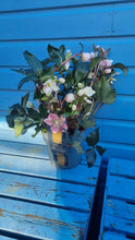 Load image into Gallery viewer, Helleborus/Hellebore evergreen perennial - &#39;Rose De Noel&#39; Oriental Pink