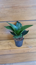 Load image into Gallery viewer, Baby Sansevieria Black Hahnii indoor plant 6cm easy care