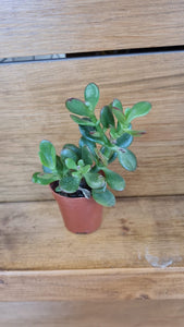 Baby Crassula Ovata Jade Money indoor plant 6cm