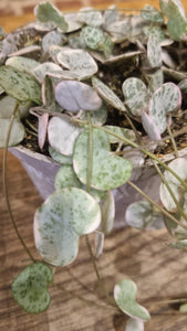 Ceropegia woodii -  Variegated/Variegata pink string of hearts 10cm Trailing Indoor Plant