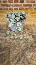 Load image into Gallery viewer, Ceropegia woodii -  Variegated/Variegata pink string of hearts 10cm Trailing Indoor Plant