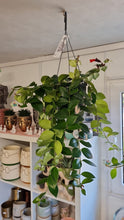 Load image into Gallery viewer, Aeschynanthus Mona Lisa Lipstick Hanging trailing Indoor Plant 15cm