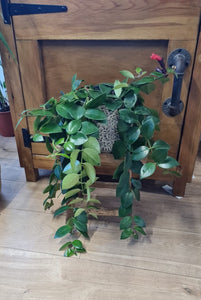 Aeschynanthus Mona Lisa Lipstick Hanging trailing Indoor Plant 15cm