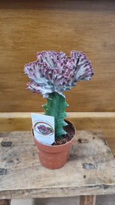 Pink Mermaid Tail Euphorbia Lactea 'Cristata' indoor plant 8cm