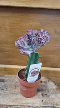 Load image into Gallery viewer, Pink Mermaid Tail Euphorbia Lactea &#39;Cristata&#39; indoor plant 8cm