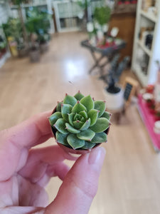 Super baby/mini/Tiny Echeveria succulent indoor or outdoor plant