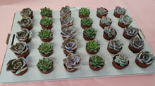 Load image into Gallery viewer, Super baby/mini/Tiny Echeveria succulent indoor or outdoor plant