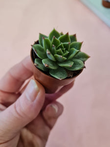 Super baby/mini/Tiny Echeveria succulent indoor or outdoor plant