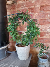 Load image into Gallery viewer, Highly Scented Jasmine - Indoor plant white or pink passion