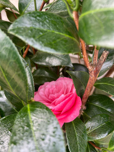 Large Pink Camelia - shrub *CLICK AND COLLECT ONLY