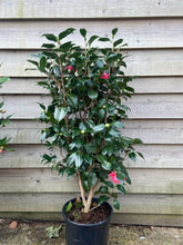 Load image into Gallery viewer, Large Pink Camelia - shrub *CLICK AND COLLECT ONLY