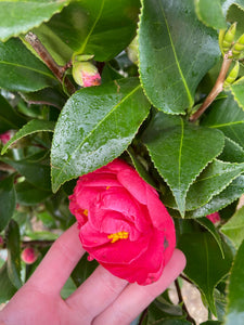 Large Pink Camelia - shrub *CLICK AND COLLECT ONLY