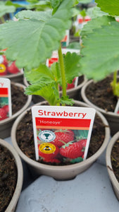 Strawberry Plant * COLLECTION ONLY*