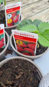 Strawberry Plant * COLLECTION ONLY*