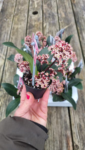 Skimmia shrub *CLICK AND COLLECT ONLY*