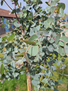 Large Standard Eucalyptus Gunni tree
