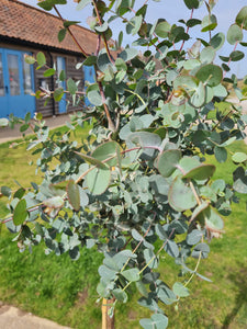 Large Standard Eucalyptus Gunni tree