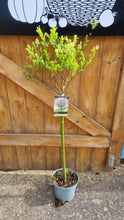 Load image into Gallery viewer, Standard Salix &#39;Flamingo&#39; Tree - CLICK AND COLLECT ONLY
