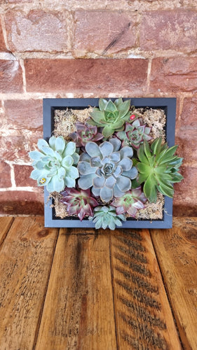 Succulent Living Frame Workshop - Tuesday 21st May  6.30pm